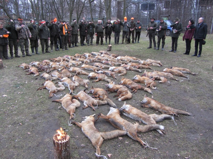 Powiatowe polowanie na lisy