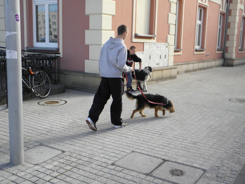 Psy koty. Zaadoptuj. Przyjdź na pl. Biegańskiego [NOWE ZDJĘCIA]