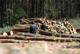 Policjanci i strażnicy leśni zatrzymali złodziei drewna, które kradli z lasu 