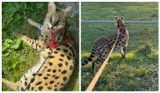 Z prywatnej hodowli pod Koźlem uciekł serwal afrykański. Jest podobny do geparda. "Pod żadnym pozorem nie zbliżać się do niego"