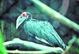 Z gazetą wśród zwierząt: Ptak, który wydziobuje posiłek z sierści dzika afrykańskiego