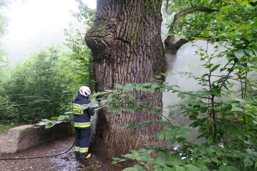 Pożar w leśnym parku Dębina w Krościenku Wyżnym koło Krosna. Palił się pomnikowy dąb Wincenty