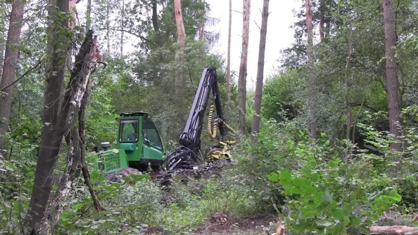 Wielka wycinka w podkrakowskim Zabierzowie, w akcji harvestery