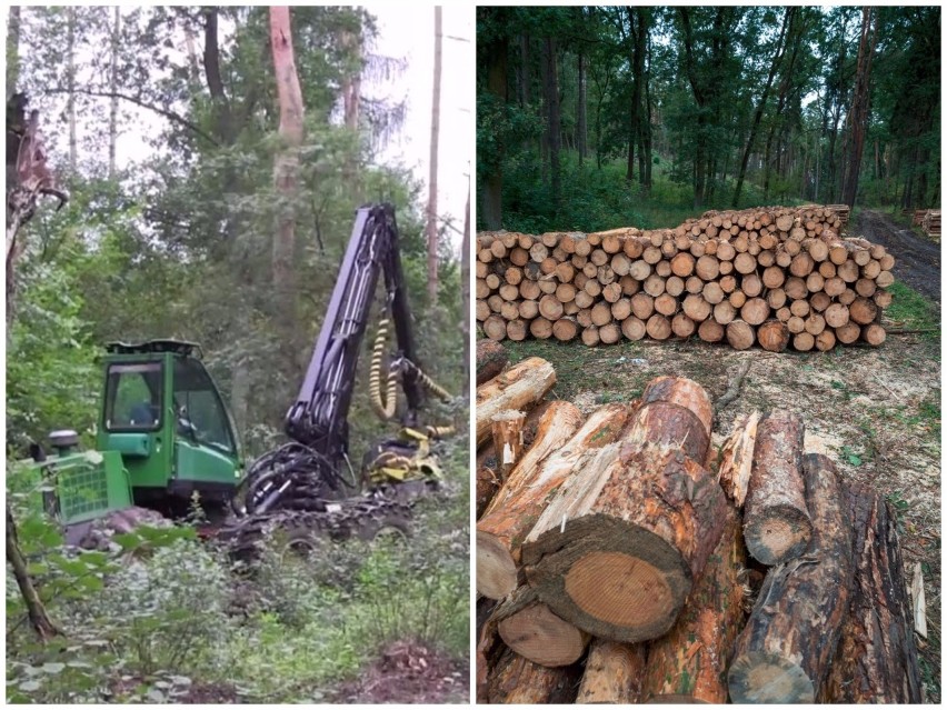 Wycinka drzew w podkrakowskim Zabierzowie