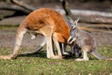 Mały kangurek rudy urodził się w zoo. Gdy urośnie, będzie boksował [ZDJĘCIA]