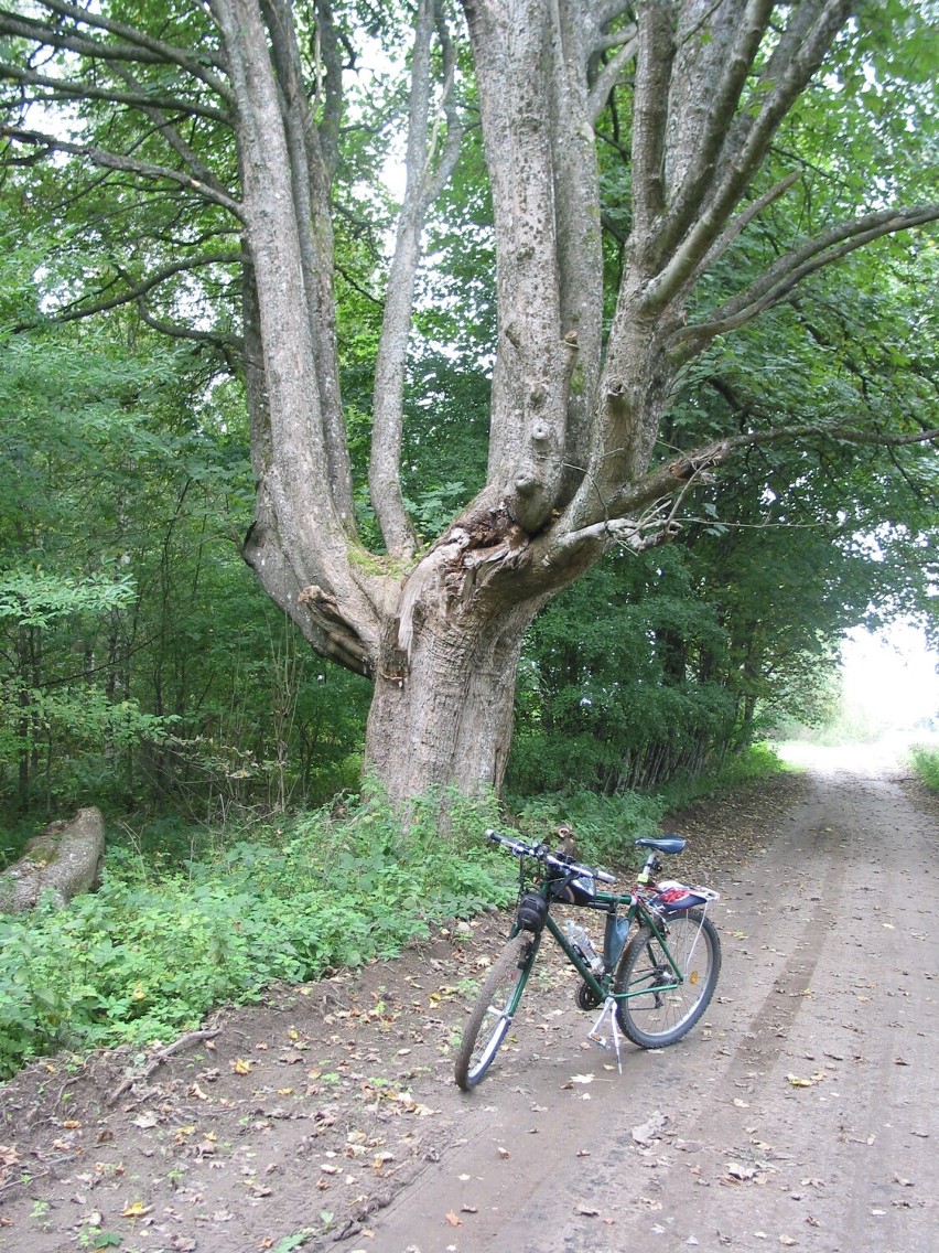 Okaz leciwego drzewa przy leśnej drodze do Zębowa