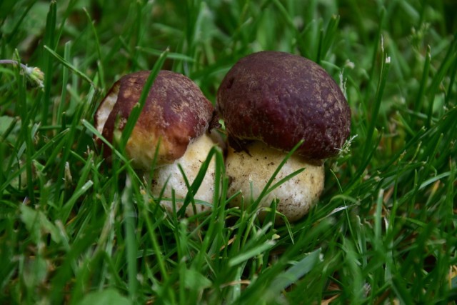 Pierwsze w 2021 roku grzyby pojawiły się w lasach wokół Bartnego