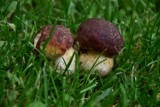 Sezon grzybowy 2021 w Beskidzie Niskim można uznać za otwarty! Pierwsze w tym roku grzyby pojawiły się w lasach wokół Bartnego
