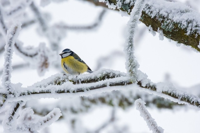 Celem zimowego liczenia ptaków zbieranie informacji na temat gatunków ptaków występujących na określonym terenie.