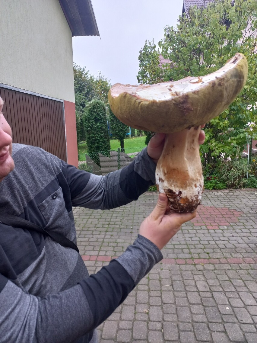 Ważący 2 kg borowik gigant znaleziony przez pana Mateusza z...