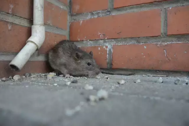 Na każdego mieszkańca Wrocławia przypadają trzy szczury - wyliczają wrocławscy szczurołapowie. W sumie w stolicy Dolnego Śląska tych gryzoni są aż 2 miliony. W listopadzie, gdy odbędzie się jesienna deratyzacja, ta liczba ma się zmniejszyć nawet o połowę, ale w to, że znikną całkowicie, nie ma co wierzyć. Jedna szczurza para w ciągu roku potrafi wydać nawet tysiąc sztuk potomstwa. Spotkać je możemy zwłaszcza w centrum, gdzie wśród wód fosy, Odry i jej dopływów mają idealne warunki to życia. Na blokowiska zapraszamy je sami, wyrzucając żywności i kuchenne odpadki do śmietników i zsypów lub dokarmiając koty.

Oto 10 miejsc we Wrocławiu, gdzie według pracowników wrocławskich firm deratyzacyjnych mieszka najwięcej szczurów. Zobaczcie kolejne miejsca, posługując się klawiszami strzałek na klawiaturze, myszką lub gestami.