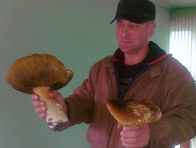 W lasach radomszczańskich pokazały się grzyby. I to nie małe. 

Jerzy Zamoyski z Radomska znalazł  dwa okazale prawdziwki w pod radomszczańskim lesie...