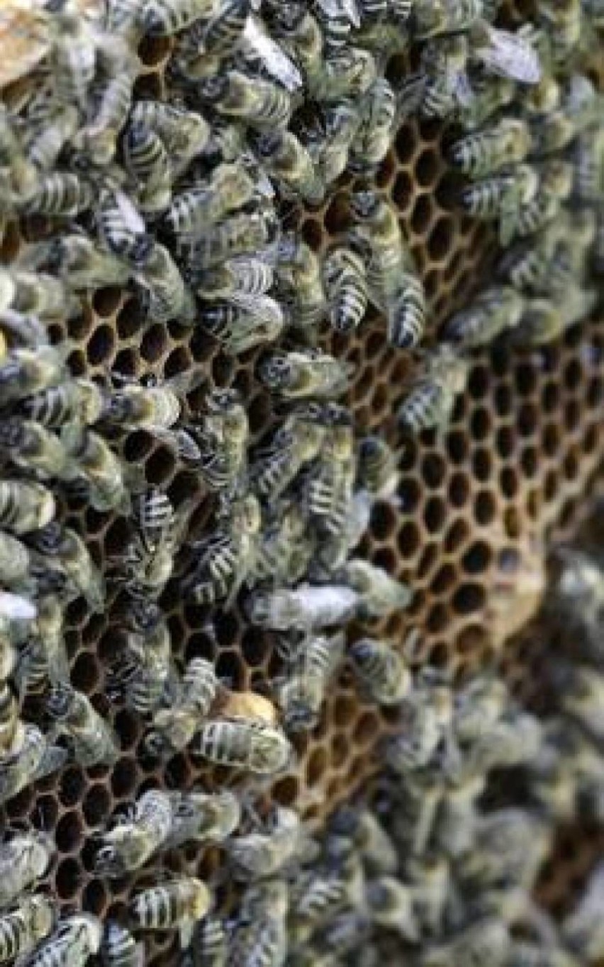 ZARAZA: Zgnilec amerykański pszczół zaatakował pod Miliczem!