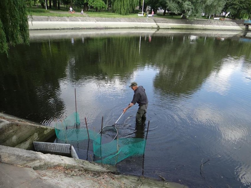 Rewitalizacja parku w Zduńskiej Woli. Zaczęło się spuszczanie wody ze stawów