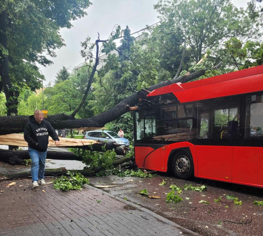 Wypadek w Żywcu. Drzewo spadło na jadący autobus! Mogło dojść do tragedii - zobacz ZDJĘCIA!