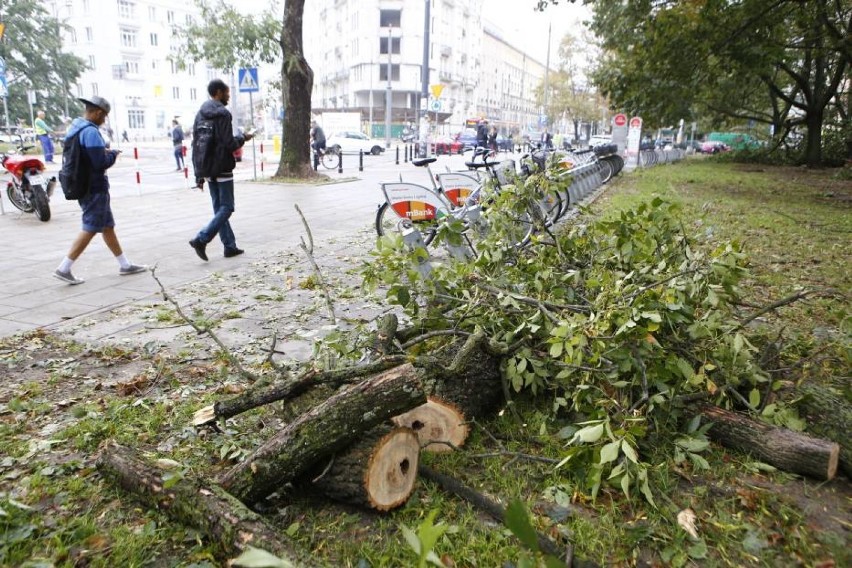 Spróchniałe drzewa niszczą samochody i zagrażają pieszym....