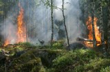 Pożar lasu w Helenowie między Koluszkami i Tomaszowem Mazowieckim. Kilkanaście zastępów straży pożarnej walczy z ogniem