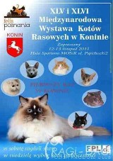 Wystawa kotów rasowych w Koninie