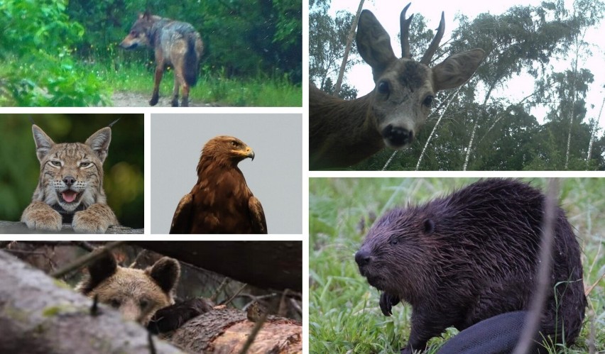 Zwierzęta złapane w fotopułapki! Leśnicy publikują w internecie fotografie niedostępnego na co dzień świata przyrody