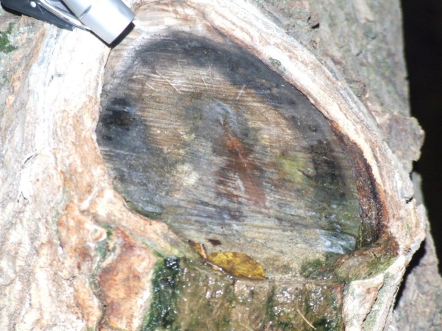 Większość osób oglądających to drzewo - stwierdza podobieństwo wizerunku do obrazu Matki Boskiej Częstochowskiej. Fot. Adam Krasowicz