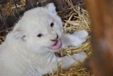 Białe lwiątko i wielbłądzica Zoja, czyli słodziaki z Zoo Safari Borysew. Jak się mają ostatnie nowo narodzone zwierzaki? ZDJĘCIA