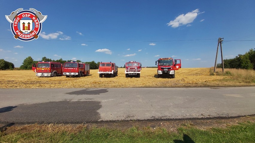 Gmina Masłowice. Strażacy gasili pożar ścierniska w Korytnie. ZDJĘCIA
