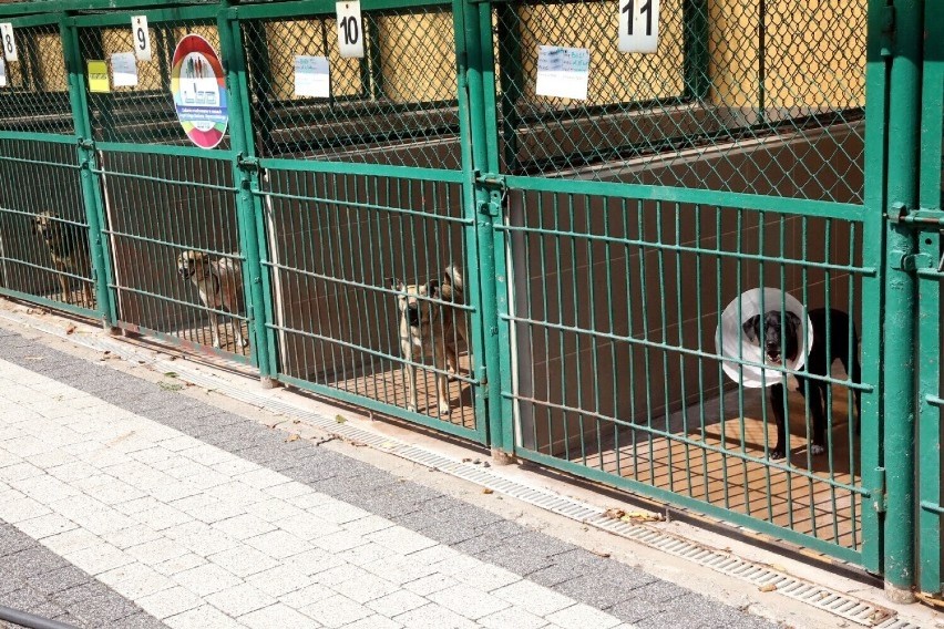 Lepsze warunki w legnickim schronisku. Schronisko dla Bezdomnych Zwierząt zostanie rozbudowane w ramach LBO