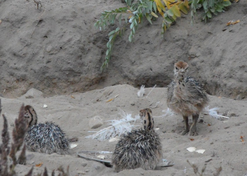 Zoo Safari Borysew - narodziny strusi