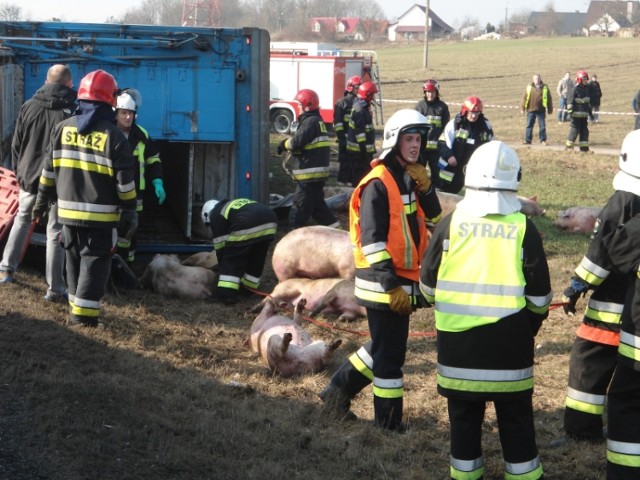 Piecnik: Wypadek ze zwierzętami na K10 [ZDJĘCIA]