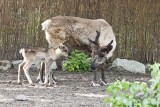 Nowe zwierzę we wrocławskim zoo (ZDJĘCIA)