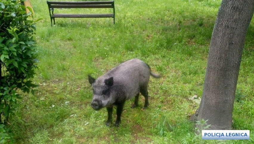 Dzik ukradł dzieciom pierogi! Legnicka policja interweniowała [ZDJĘCIA]