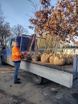 30 drzewek dla Człuchowa. Dorodne sadzonki dębu podarował miastu lokalny przedsiębiorca na co dzień działający w branży drzewnej