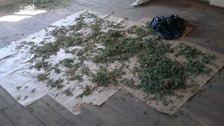 Świerzawa: Hodowla marihuany zlikwidowana przez policję