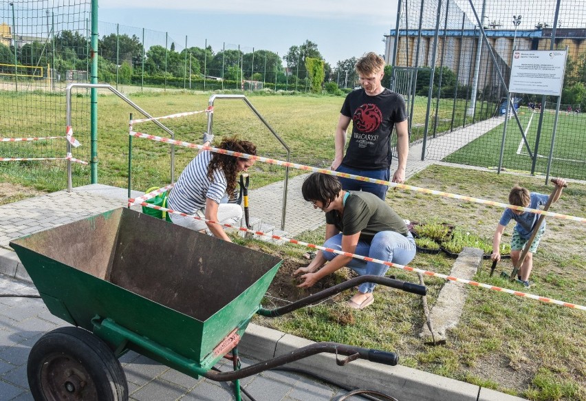 Szamotuły. Mieszkańcy i mieszkanki zasadzili kwietną łąkę [ZDJĘCIA]