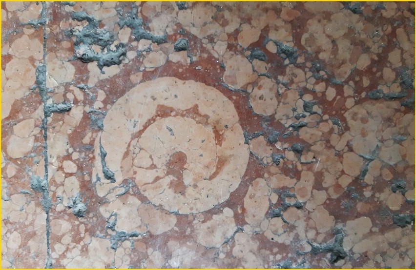 Kamień z amonitami, z którego wykonano płyty do posadzki na...