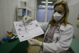 Świńska grypa w Olsztynie. Apel Sanepidu: "Szczepcie się przeciw grypie"