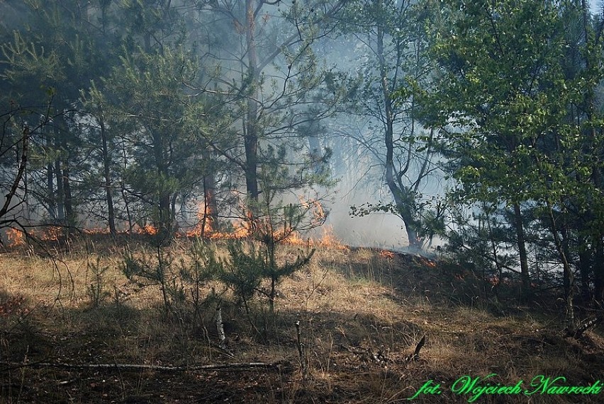 Pożar lasu i nasypu kolejowego w Nakonowie [zdjęcia]