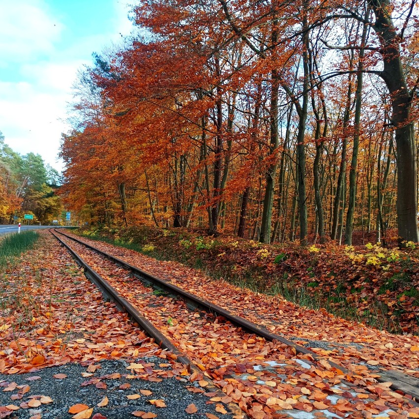 Piękna jesień w lasach Mierzei Wiślanej.Kolorowe dywany liści i jesienna magia 