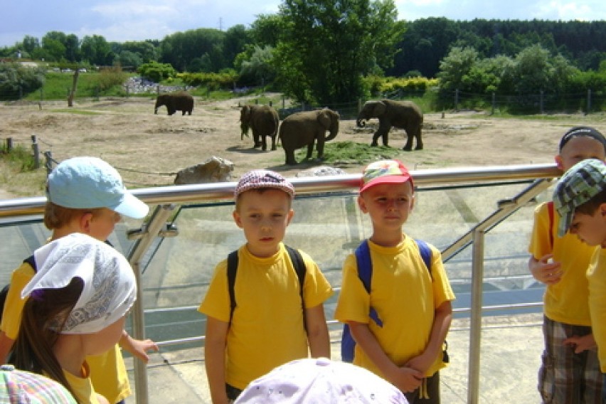 Wycieczka przedszkolaków do poznańskiego zoo