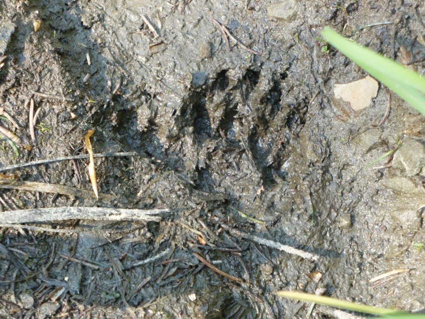 Trop niedźwiedzia brunatnego w lasach Beskidu Ślaskiego....