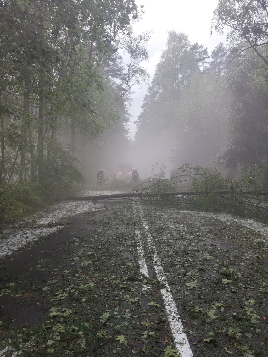 Nawałnica w Borach Tucholskich