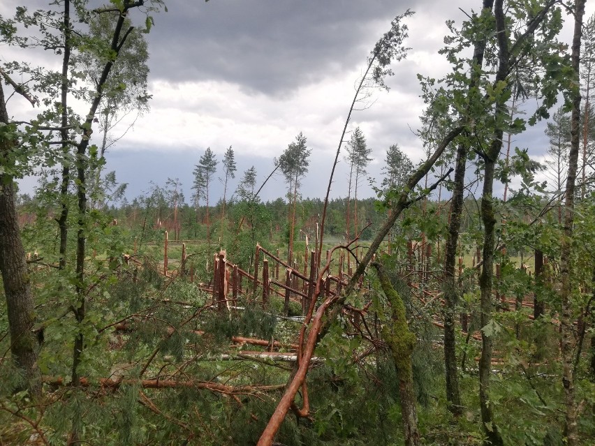 Nawałnica w Borach Tucholskich