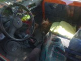 Straż Miejska uratowała dwa yorki zamknięte w samochodzie na słońcu
