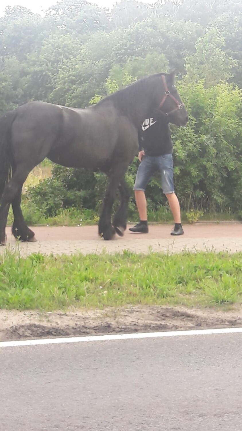 Koń-recydywista znowu kłusował po ulicach Szczecinka. Policja traci cierpliwość [zdjęcia]