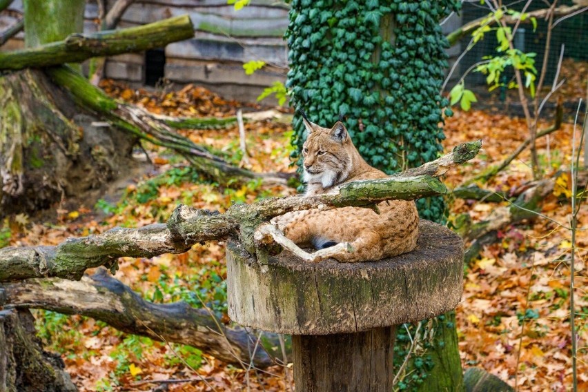 Z początkiem października w Opolskim Ogrodzie Zoologicznym...