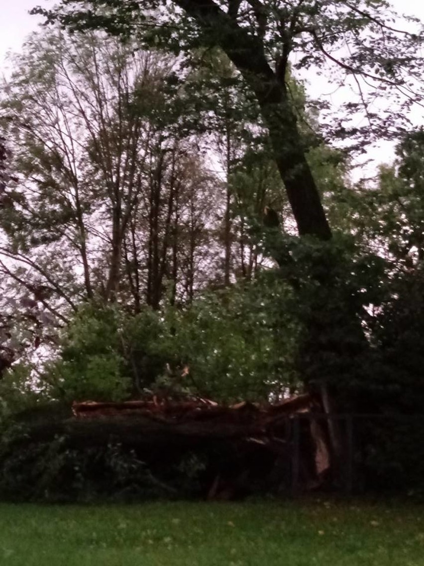 Najstarsza lipa w Polsce zniszczona przez orkan Ksawery. Zobaczcie, co z niej zostało ZDJĘCIA