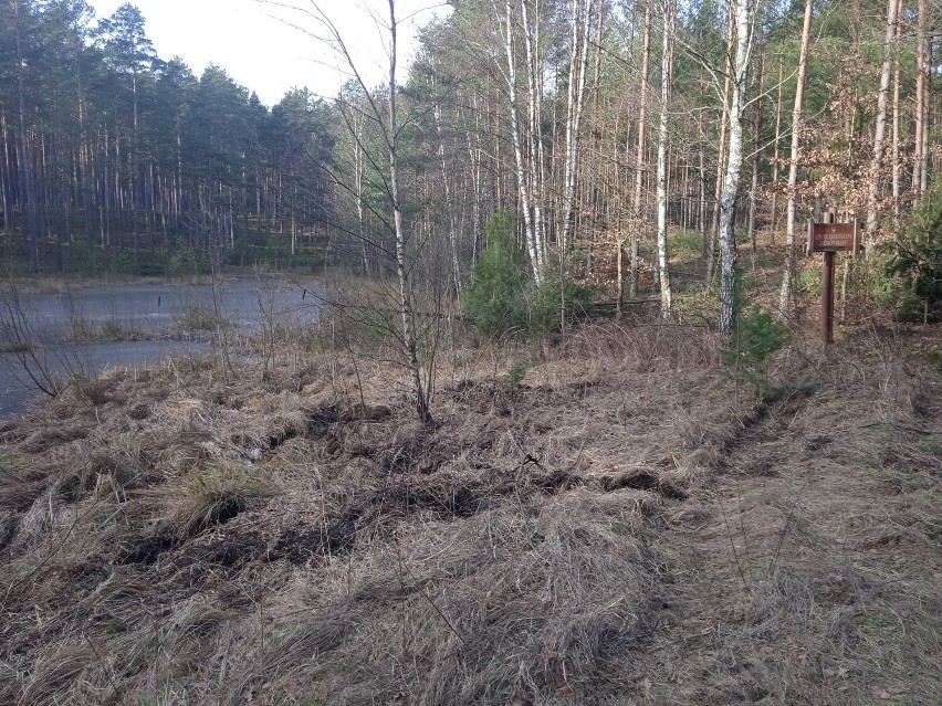 Torfowiska na terenie Wdzydzkiego Parku Krajobrazowego wymagają czynnej ochrony ZDJĘCIA