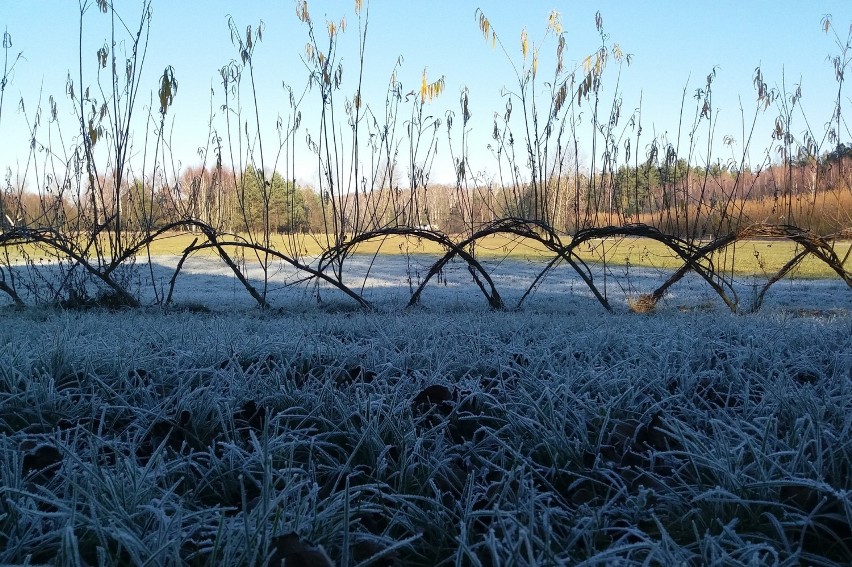 Konstrukcje z wierzby wyglądają pięknie i naturalnie o...