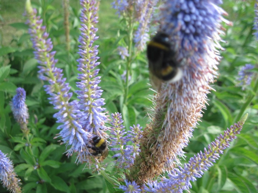 Ogród Botaniczny w Lublinie zaprasza na spacery z przewodnikiem 