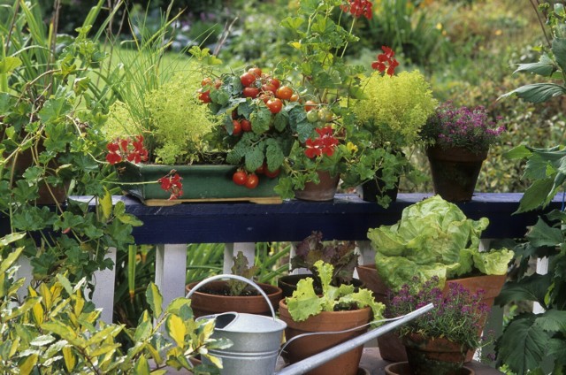Na balkonie można uprawiać nie tylko kwiaty, ale też sporo warzyw. Zobacz, co będzie dobrze rosło. Przejdź do kolejnych zdjęć, użyj strzałki lub przycisku NASTĘPNE.